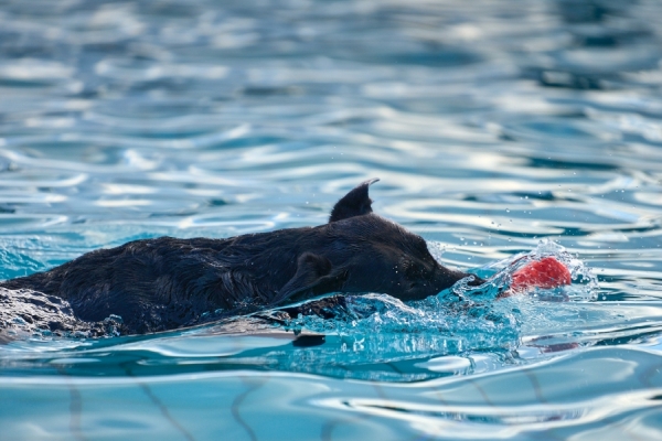 Hund schwimmt im Wasser bei dem Hundeschwimmen
